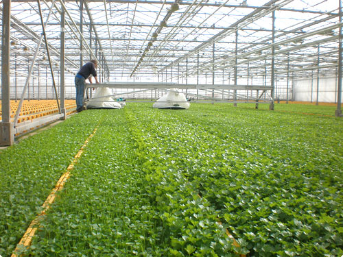 EazyCut 1200/1600 Beschneidemaschine im Gewächshaus
