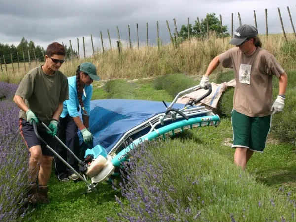 Handerntemaschine für Lavendel und Tee