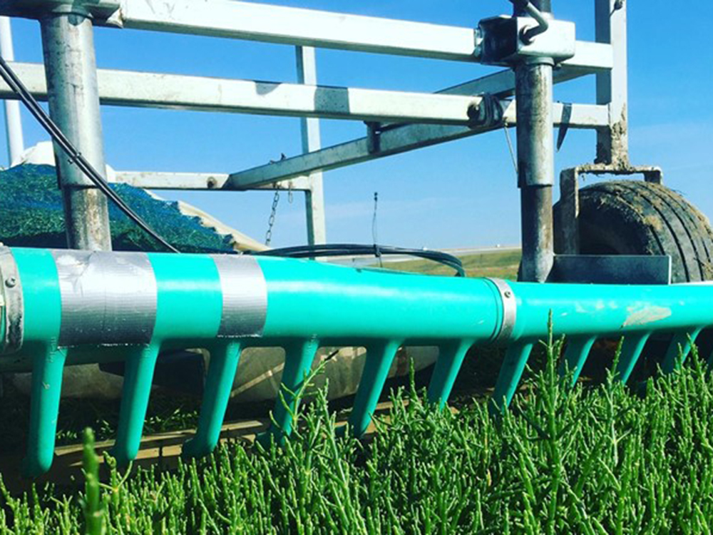 Harvesting samphire with EazyCut Harvesting in a frame