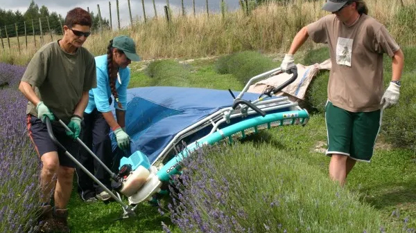 Trimming machine for lavender or tea