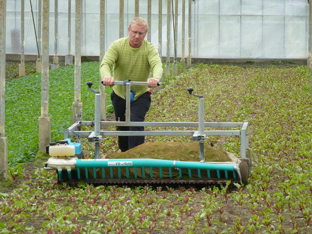 Harvesting lettuce with EazyCut trimming machine in front of the frame.