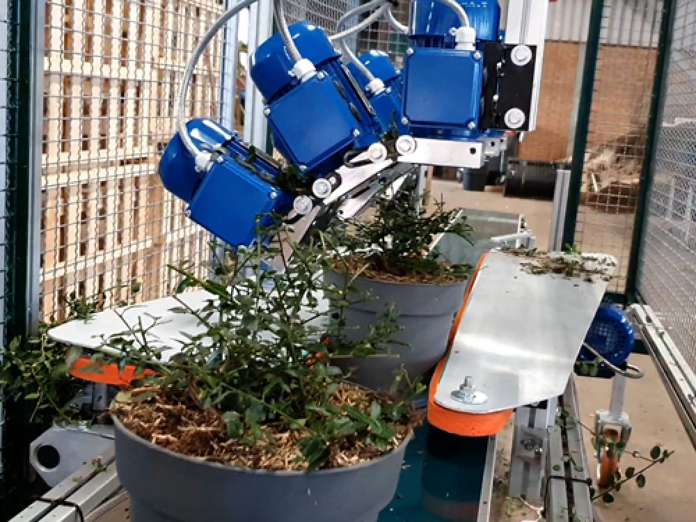 Trimming Plants