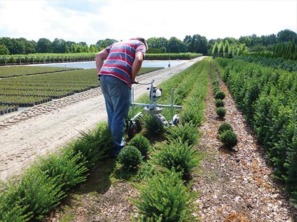 RAP form pruning