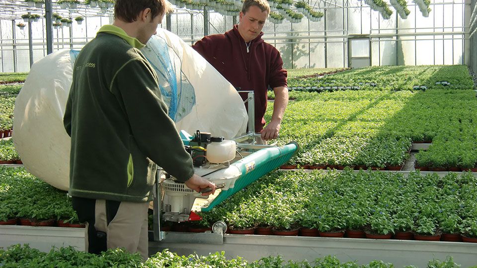 Trimming herbs and lettuce