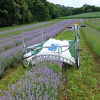 harvest lavender