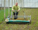 harvesting lettuce