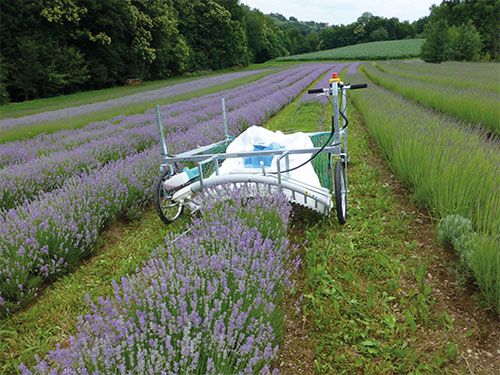 Lavendel snoeien