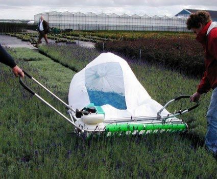 trimming machine and harvester lavender