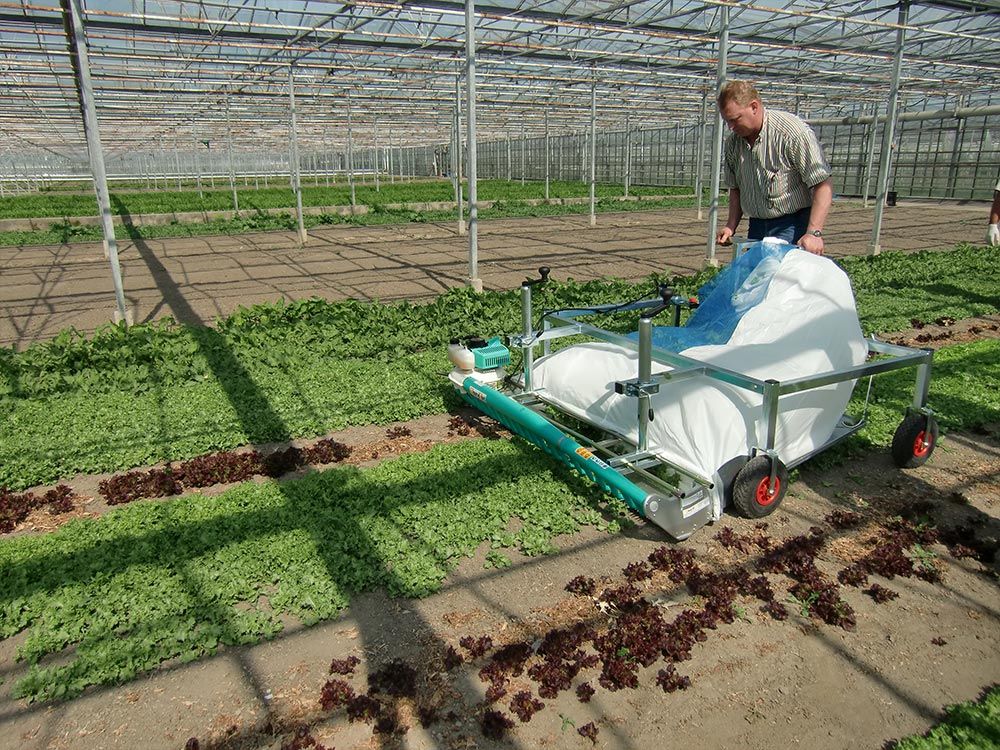 lettuce harvesting machine