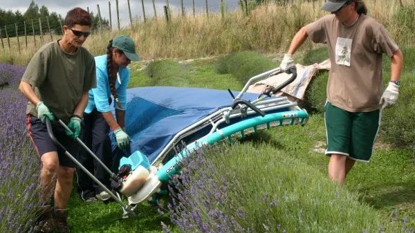 Trimming machine for lavender or tea